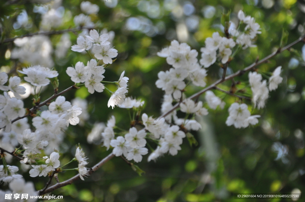 樱桃花