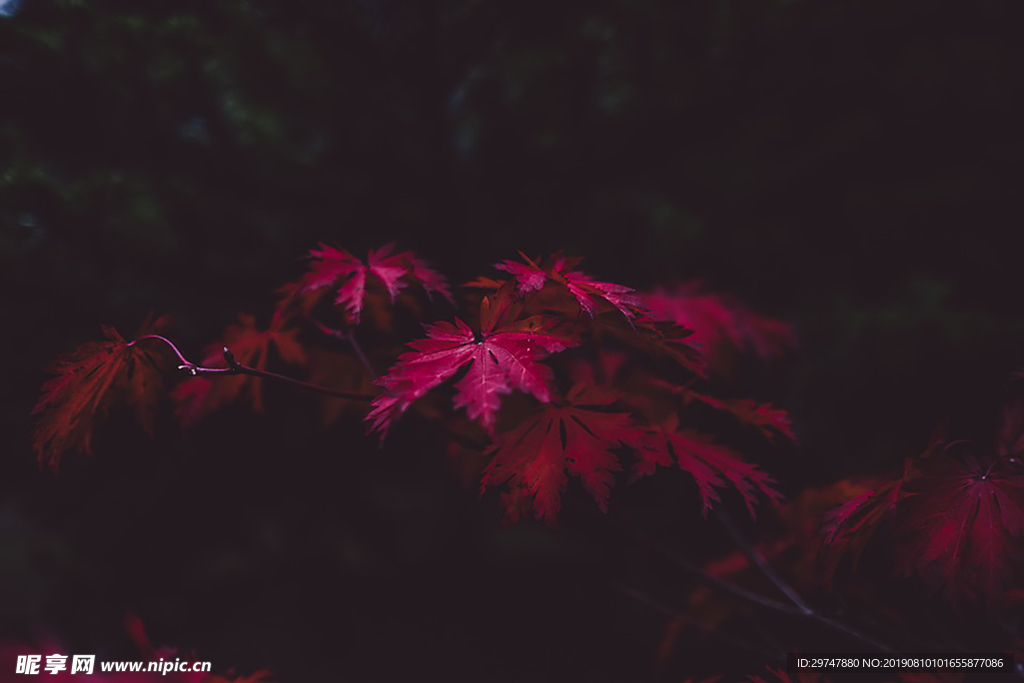 秋天