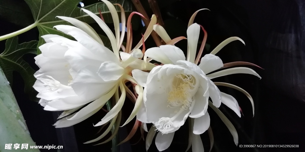 昙花