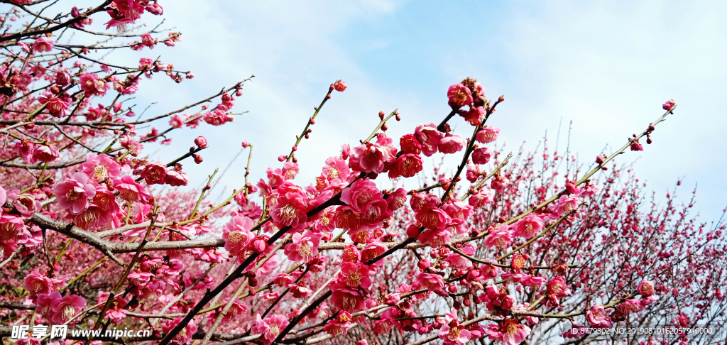 梅花