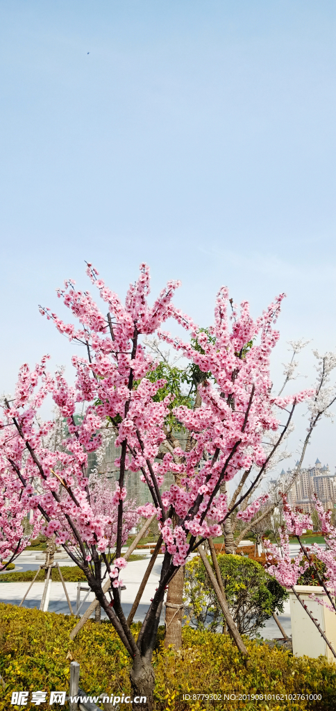 樱花