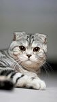 肥猫