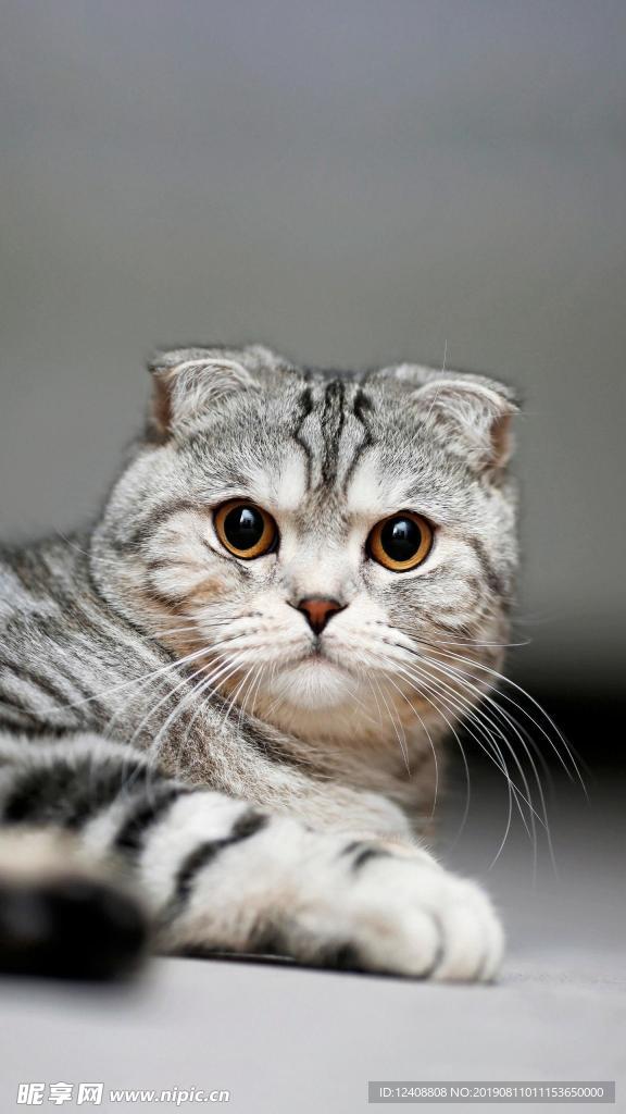 肥猫
