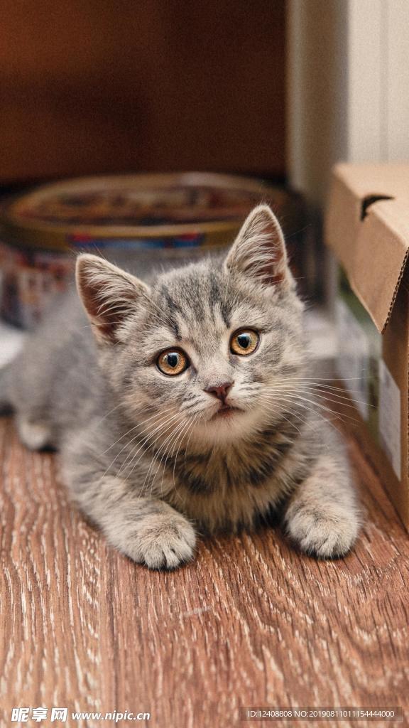 猫