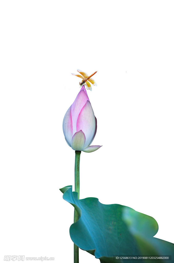 早有蜻蜓立上头