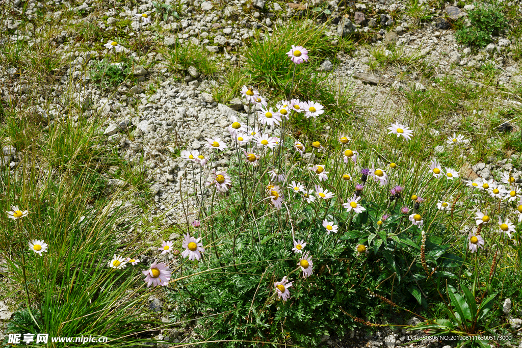 长白山山坡上的野花花朵