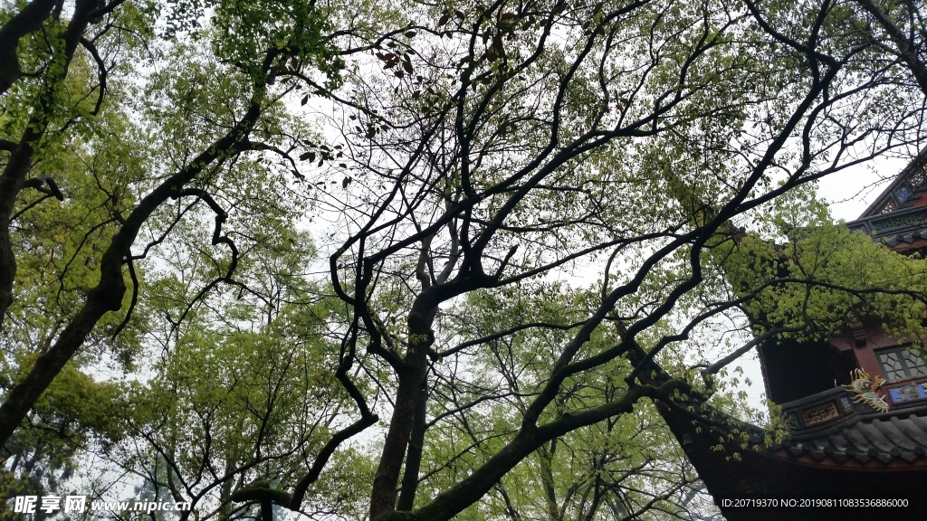 参天大树