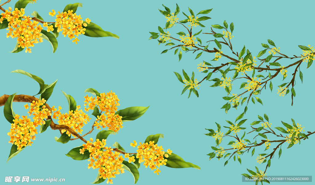 桂花