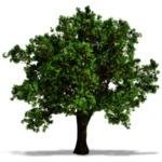 绿色植物树木素材