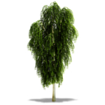 绿色植物树木素材