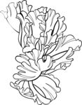 线条花瓣