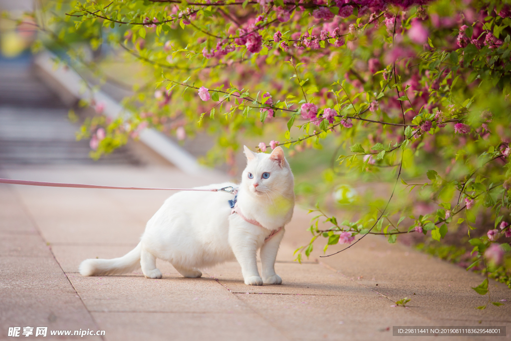 可爱小猫