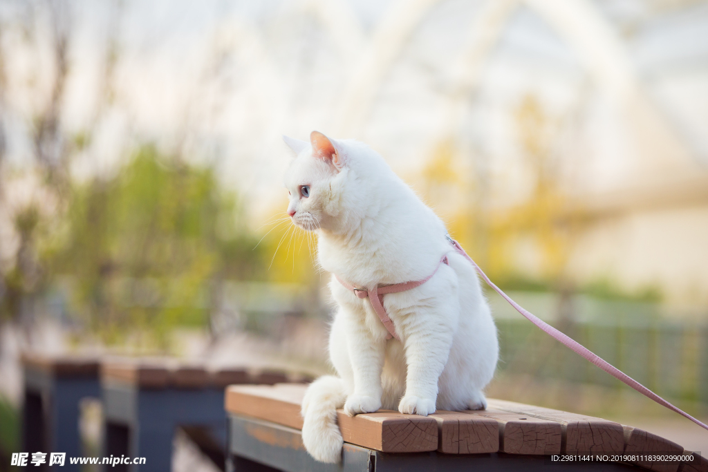 猫猫