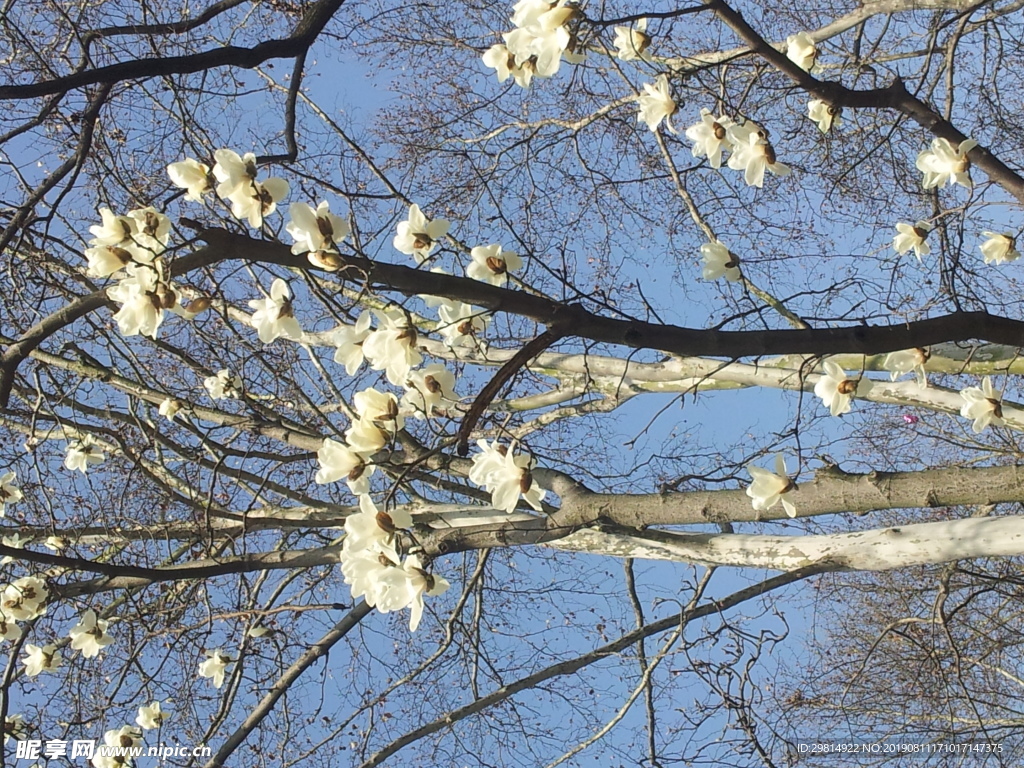 春天里的白玉兰花