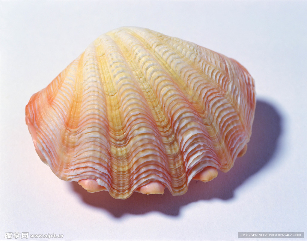贝壳 大海 海洋 白色 沙滩