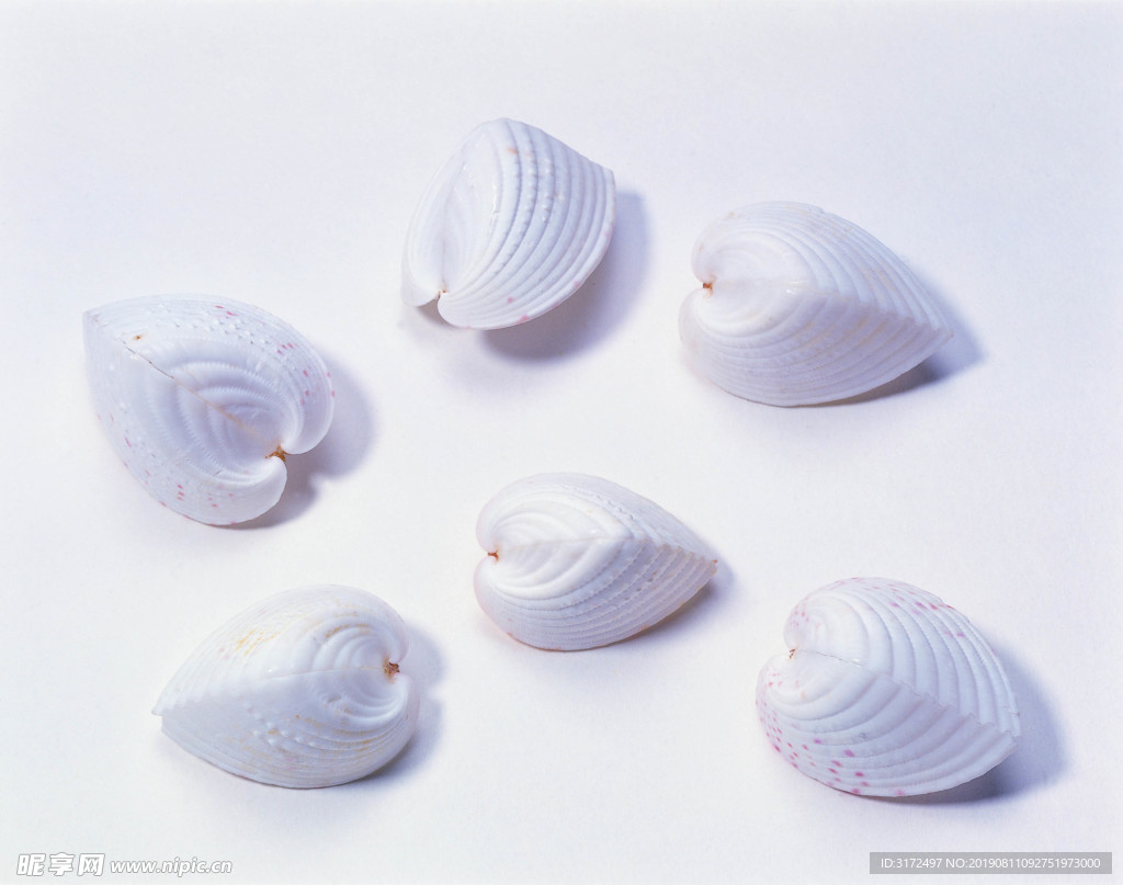 贝壳 大海 海洋 白色 沙滩
