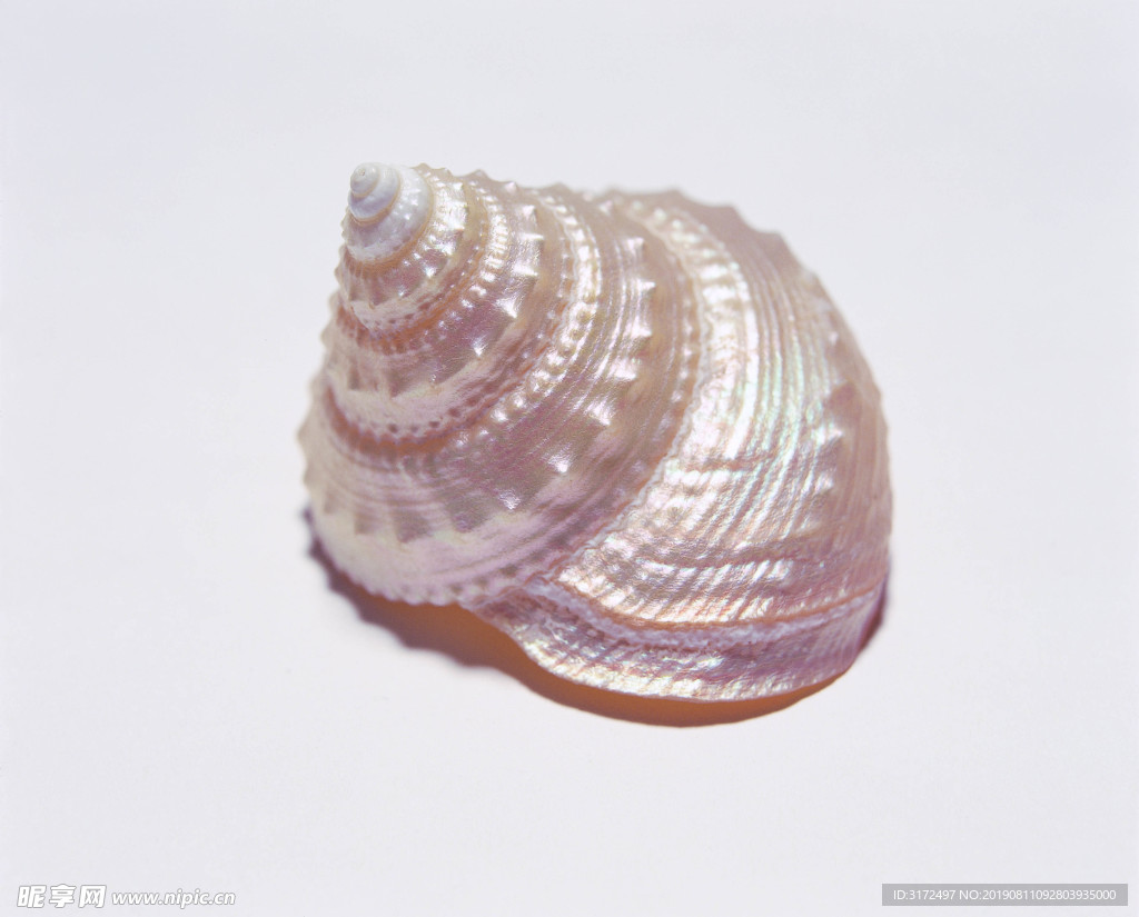 贝壳 大海 海洋 白色 沙滩