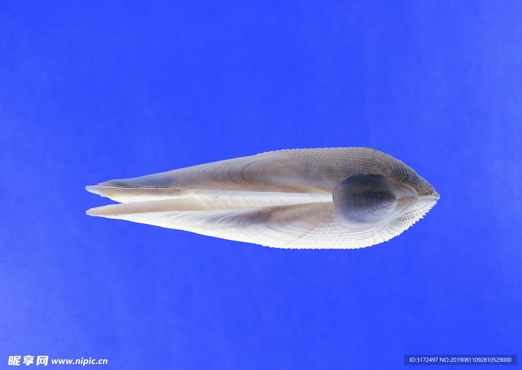 贝壳 大海 海洋 白色 沙滩