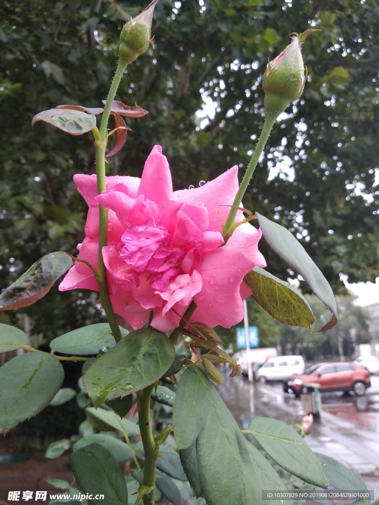 月季 螳螂