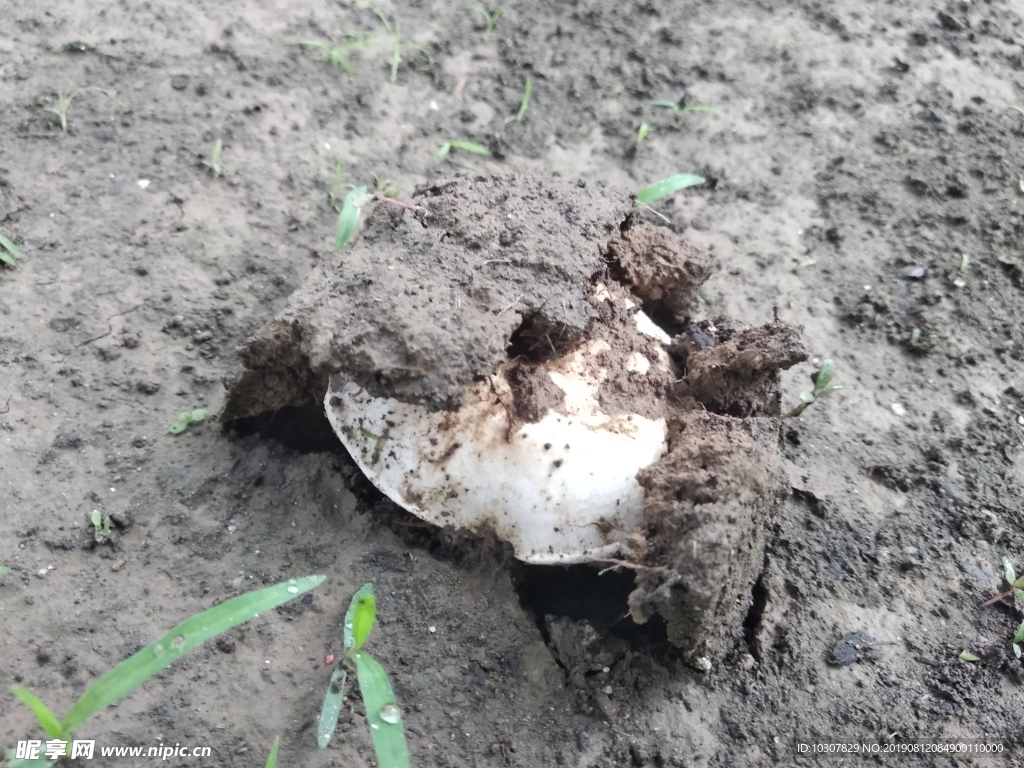 破土而出的蘑菇