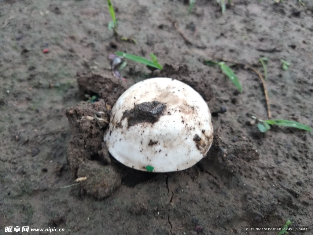 破土的蘑菇