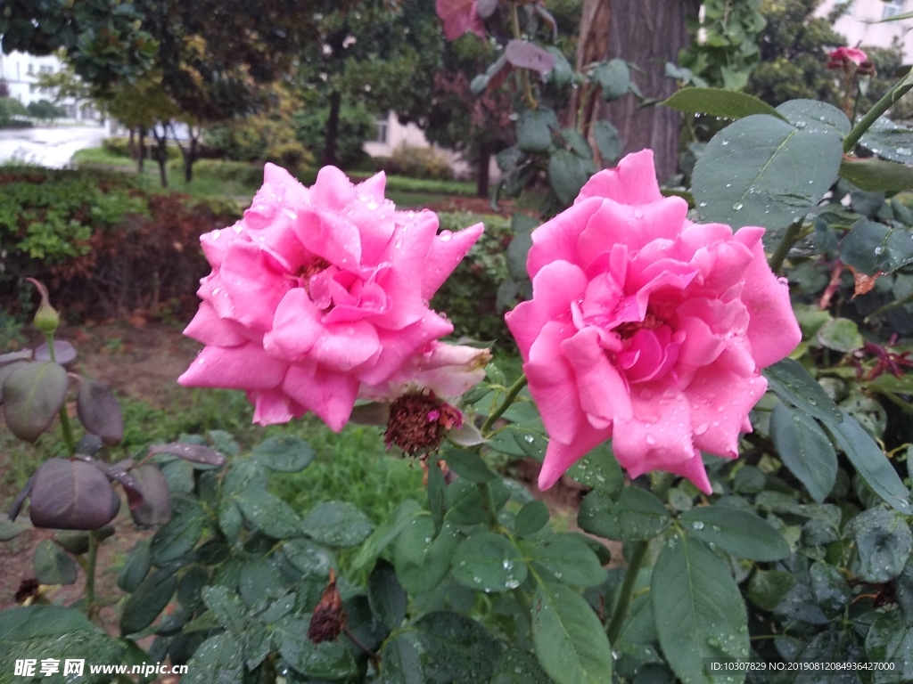 月季 月季花 花中皇后 月月红