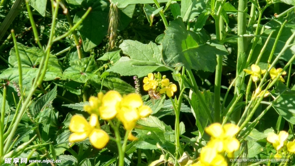 小花