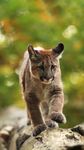 山猫