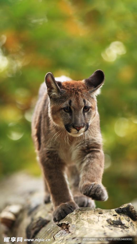 山猫