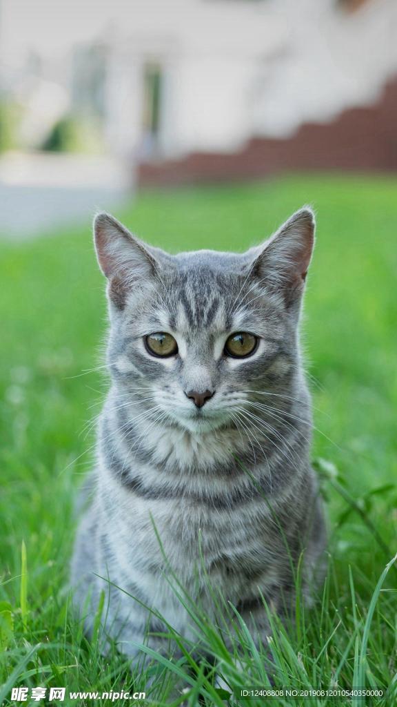 猫