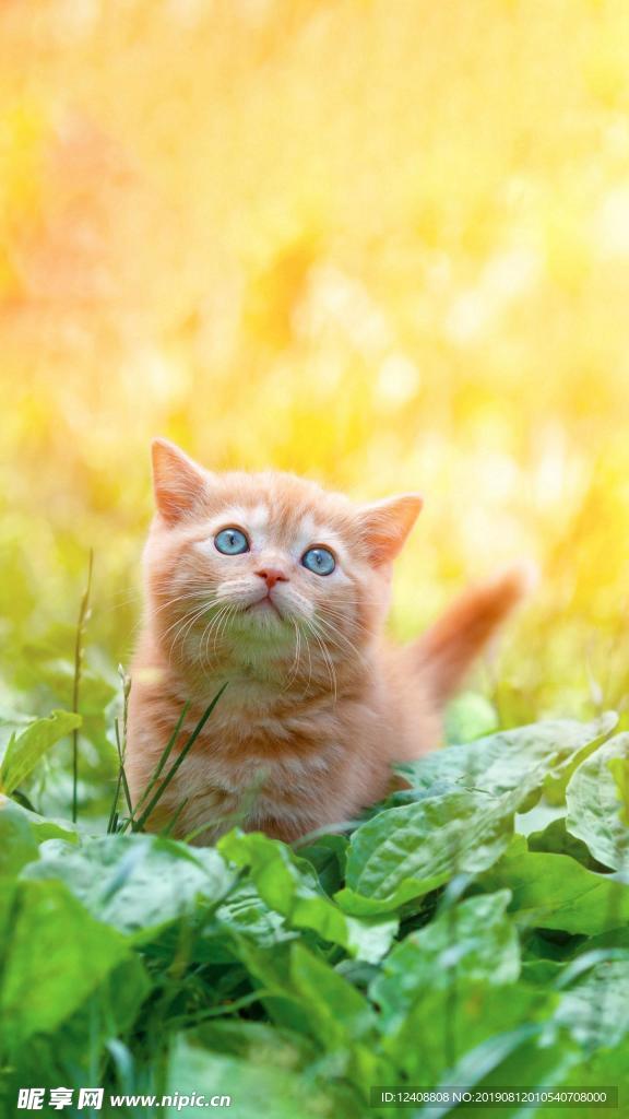 猫