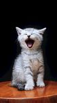 小猫