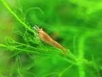 虾