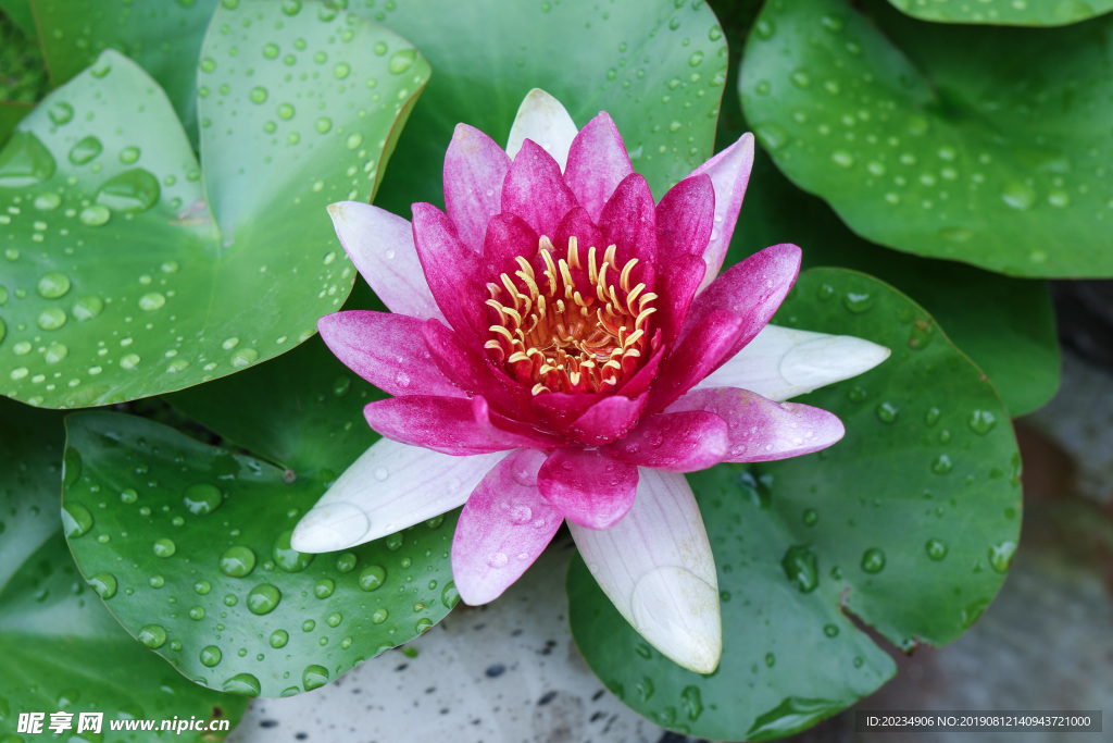 莲花