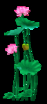荷花素材
