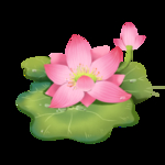 荷花素材