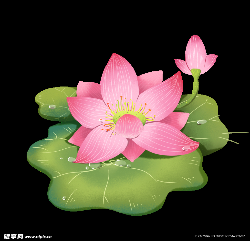 荷花素材
