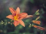百合花
