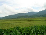 山