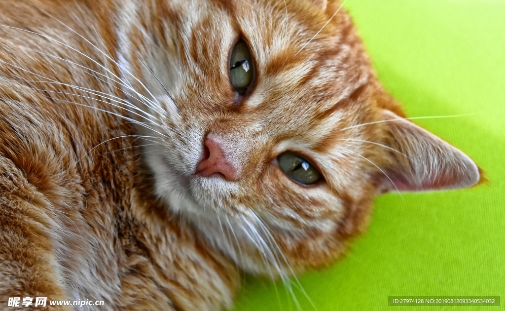 猫