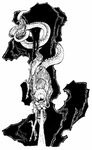 龙纹