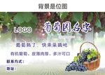 葡萄园采摘海报