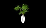 花瓶植物3d模型
