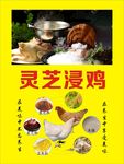 灵芝   广告  背景   素