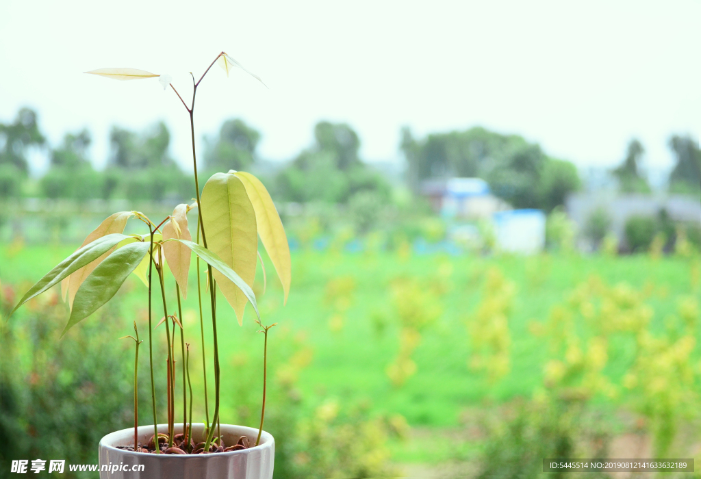 盆栽荔枝苗 花草