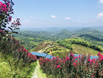 水源山花海  风景图