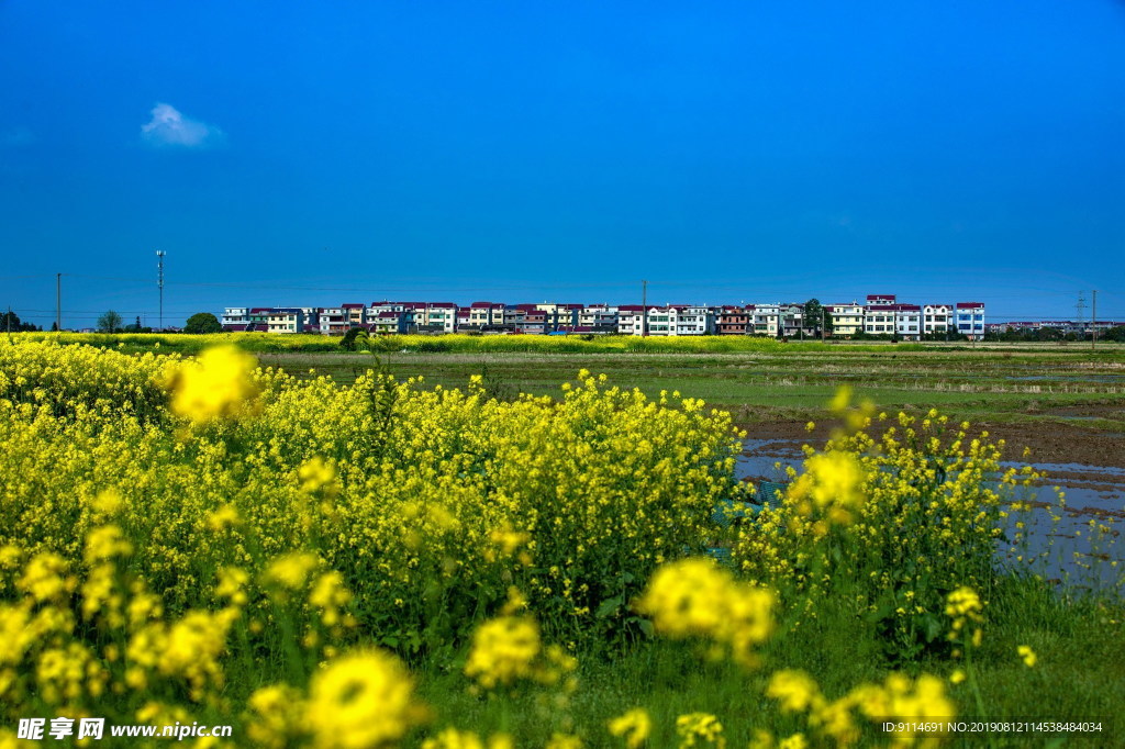 油菜村