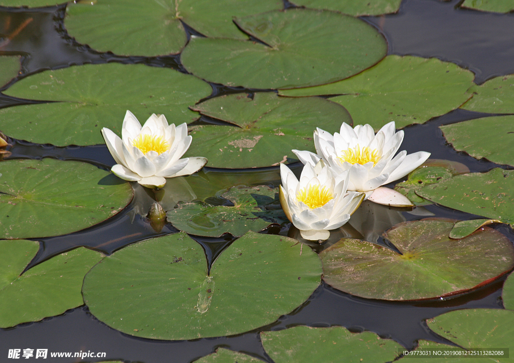 水百合