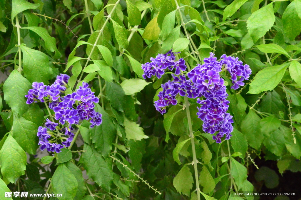 蕾丝金露花