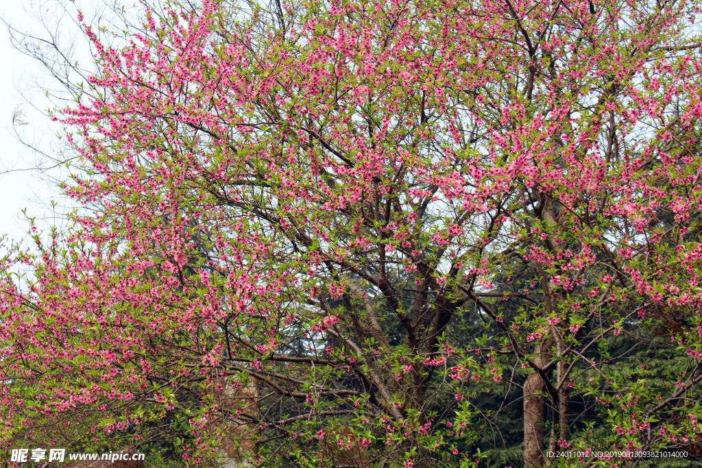 桃花